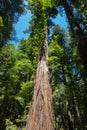 Redwood forest, Armstrong Redwoods Royalty Free Stock Photo