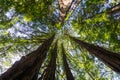 Redwood forest, California Royalty Free Stock Photo