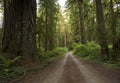 Redwood Forest Country Road Royalty Free Stock Photo