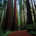 redwood forest at dusk