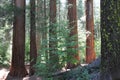 Redwood Forest Giants