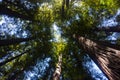 Redwood Forest Royalty Free Stock Photo