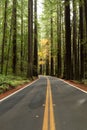 Redwood Forest Highway, Northern California, USA Royalty Free Stock Photo