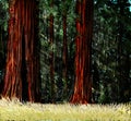 Redwood Forest