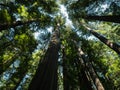 Redwood forest, inspirational perspective Royalty Free Stock Photo