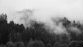 Redwood Forest Landscape in Beautiful Northern California