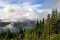 Redwood Forest Landscape in Beautiful Northern California