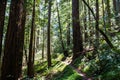 Redwood forest Royalty Free Stock Photo