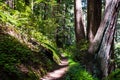 Redwood forest Royalty Free Stock Photo
