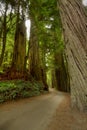 Redwood Forest Road Royalty Free Stock Photo