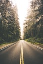 Redwood Forest Road Trip Royalty Free Stock Photo