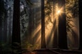 Redwood forest sunrays. Generate Ai Royalty Free Stock Photo