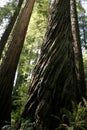 Redwood Grove Royalty Free Stock Photo