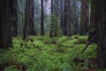 Redwood Grove Clearing and Ferns