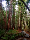 Redwood Grove in Garland Ranch Regional Park Royalty Free Stock Photo