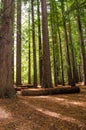 Redwood Grove in Hamurana Springs Royalty Free Stock Photo