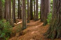 Redwood Grove in Hamurana Springs Royalty Free Stock Photo