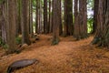 Redwood Grove in Hamurana Springs Royalty Free Stock Photo