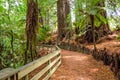 Redwood Grove in Hamurana Springs Royalty Free Stock Photo