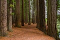 Redwood Grove in Hamurana Springs Royalty Free Stock Photo