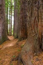 Redwood Grove in Hamurana Springs Royalty Free Stock Photo