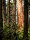 Redwood Grovel in Sierras Royalty Free Stock Photo