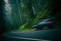 Redwood Highway Royalty Free Stock Photo