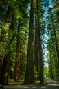 Redwood Highway, California Royalty Free Stock Photo