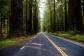 Redwood Highway Royalty Free Stock Photo