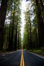 Redwood Highway Royalty Free Stock Photo