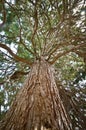 Redwood majestic tree Royalty Free Stock Photo