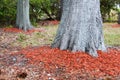 Redwood mulch ring