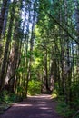 Redwood national forest California hiking trail