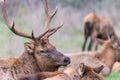 Redwood National Forest is the home of this dominant Bull Roosevelt Elk. Royalty Free Stock Photo