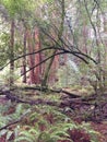 Muir wooods redwood national forest muir woods california tall trees red woods