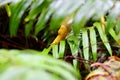 Banana Slug Redwood National Park