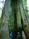 Huge Sequoia Trees in Redwood National Park Oregon USA