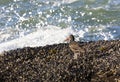 Oystercatcher in California Royalty Free Stock Photo