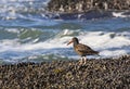 Oystercatcher in California Royalty Free Stock Photo