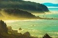 Redwood Pacific Coast Royalty Free Stock Photo