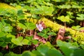 Redwood sorrel flower and leaves Oxalis oregana in the forests of Santa Cruz mountains, San Francisco bay area, California