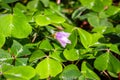 Redwood sorrel flower and leaves Oxalis oregana in the forests of Santa Cruz mountains, San Francisco bay area, California