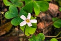 Redwood sorrel flower and leaves Oxalis oregana in the forests of Santa Cruz mountains, San Francisco bay area, California