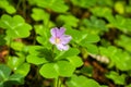 Redwood sorrel flower and leaves Oxalis oregana in the forests of Santa Cruz mountains, San Francisco bay area, California