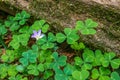 Redwood Sorrel