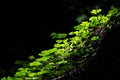 Redwood sorrel illuminated by a ray of light