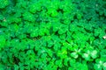 Redwood sorrel Oxalis oregana background