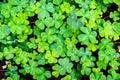 Redwood sorrel Oxalis oregana covered in morning dew, the forests of Santa Cruz mountains, San Francisco bay area, California