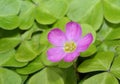 Redwood Sorrel