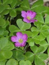 Redwood Sorrel